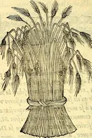 An illustration from Devises heroïqves (1557)