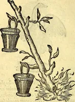 Picture 29 of 178 from Devises heroïqves (1557), leaf 55