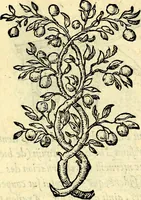 Picture 34 of 178 from Devises heroïqves (1557), leaf 62