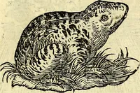 Picture 39 of 178 from Devises heroïqves (1557), leaf 68