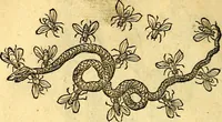 An illustration from Devises heroïqves (1557)