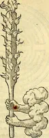 An illustration from Devises heroïqves (1557)