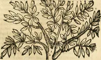 An illustration from Idea de vn principe politico christiano : representada en cien empressas (1666)