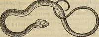 Picture 22 of 94 from Devx livres des venins, ausquels il est amplement discouru des bestes venimeuses, theriaques, poisons (1568), leaf 108