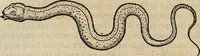 Picture 24 of 94 from Devx livres des venins, ausquels il est amplement discouru des bestes venimeuses, theriaques, poisons (1568), leaf 111