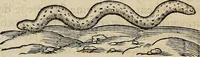Picture 26 of 94 from Devx livres des venins, ausquels il est amplement discouru des bestes venimeuses, theriaques, poisons (1568), leaf 113