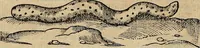 Picture 28 of 94 from Devx livres des venins, ausquels il est amplement discouru des bestes venimeuses, theriaques, poisons (1568), leaf 115