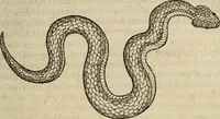 Picture 31 of 94 from Devx livres des venins, ausquels il est amplement discouru des bestes venimeuses, theriaques, poisons (1568), leaf 122
