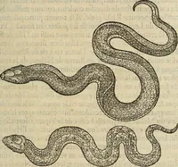 Picture 34 of 94 from Devx livres des venins, ausquels il est amplement discouru des bestes venimeuses, theriaques, poisons (1568), leaf 128