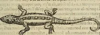 Picture 36 of 94 from Devx livres des venins, ausquels il est amplement discouru des bestes venimeuses, theriaques, poisons (1568), leaf 130