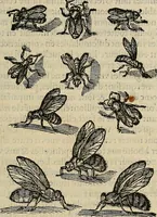 Picture 42 of 94 from Devx livres des venins, ausquels il est amplement discouru des bestes venimeuses, theriaques, poisons (1568), leaf 146
