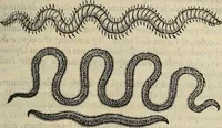 Picture 43 of 94 from Devx livres des venins, ausquels il est amplement discouru des bestes venimeuses, theriaques, poisons (1568), leaf 150