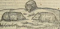 Picture 45 of 94 from Devx livres des venins, ausquels il est amplement discouru des bestes venimeuses, theriaques, poisons (1568), leaf 152