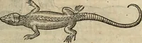 Picture 46 of 94 from Devx livres des venins, ausquels il est amplement discouru des bestes venimeuses, theriaques, poisons (1568), leaf 154