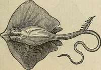 Picture 50 of 94 from Devx livres des venins, ausquels il est amplement discouru des bestes venimeuses, theriaques, poisons (1568), leaf 164