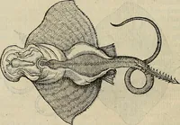Picture 51 of 94 from Devx livres des venins, ausquels il est amplement discouru des bestes venimeuses, theriaques, poisons (1568), leaf 165