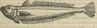 Picture 52 of 94 from Devx livres des venins, ausquels il est amplement discouru des bestes venimeuses, theriaques, poisons (1568), leaf 168