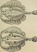 An illustration from Devx livres des venins, ausquels il est amplement discouru des bestes venimeuses, theriaques, poisons (1568)