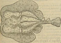 Picture 54 of 94 from Devx livres des venins, ausquels il est amplement discouru des bestes venimeuses, theriaques, poisons (1568), leaf 174