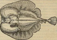 Picture 56 of 94 from Devx livres des venins, ausquels il est amplement discouru des bestes venimeuses, theriaques, poisons (1568), leaf 175