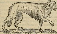 Picture 57 of 94 from Devx livres des venins, ausquels il est amplement discouru des bestes venimeuses, theriaques, poisons (1568), leaf 176