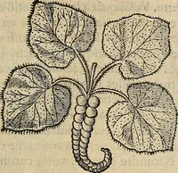Picture 62 of 94 from Devx livres des venins, ausquels il est amplement discouru des bestes venimeuses, theriaques, poisons (1568), leaf 214