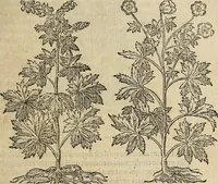 Picture 63 of 94 from Devx livres des venins, ausquels il est amplement discouru des bestes venimeuses, theriaques, poisons (1568), leaf 216