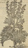 Picture 64 of 94 from Devx livres des venins, ausquels il est amplement discouru des bestes venimeuses, theriaques, poisons (1568), leaf 217
