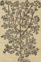 Picture 66 of 94 from Devx livres des venins, ausquels il est amplement discouru des bestes venimeuses, theriaques, poisons (1568), leaf 229