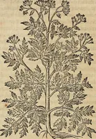 Picture 67 of 94 from Devx livres des venins, ausquels il est amplement discouru des bestes venimeuses, theriaques, poisons (1568), leaf 233