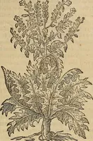 Picture 77 of 94 from Devx livres des venins, ausquels il est amplement discouru des bestes venimeuses, theriaques, poisons (1568), leaf 260