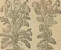Picture 78 of 94 from Devx livres des venins, ausquels il est amplement discouru des bestes venimeuses, theriaques, poisons (1568), leaf 263
