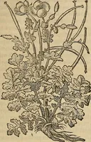 Picture 80 of 94 from Devx livres des venins, ausquels il est amplement discouru des bestes venimeuses, theriaques, poisons (1568), leaf 264