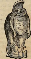 Picture 82 of 94 from Devx livres des venins, ausquels il est amplement discouru des bestes venimeuses, theriaques, poisons (1568), leaf 269