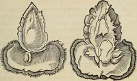 Picture 83 of 94 from Devx livres des venins, ausquels il est amplement discouru des bestes venimeuses, theriaques, poisons (1568), leaf 270