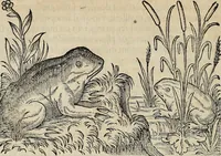 Picture 87 of 94 from Devx livres des venins, ausquels il est amplement discouru des bestes venimeuses, theriaques, poisons (1568), leaf 285