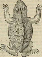 An illustration from Devx livres des venins, ausquels il est amplement discouru des bestes venimeuses, theriaques, poisons (1568)