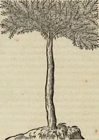 Picture 90 of 94 from Devx livres des venins, ausquels il est amplement discouru des bestes venimeuses, theriaques, poisons (1568), leaf 297