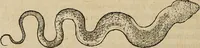 Picture 10 of 94 from Devx livres des venins, ausquels il est amplement discouru des bestes venimeuses, theriaques, poisons (1568), leaf 77