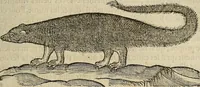 Picture 12 of 94 from Devx livres des venins, ausquels il est amplement discouru des bestes venimeuses, theriaques, poisons (1568), leaf 82