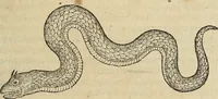 Picture 16 of 94 from Devx livres des venins, ausquels il est amplement discouru des bestes venimeuses, theriaques, poisons (1568), leaf 92