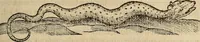 Picture 18 of 94 from Devx livres des venins, ausquels il est amplement discouru des bestes venimeuses, theriaques, poisons (1568), leaf 98