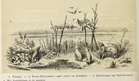 Picture 14 of 15 from De werelddeelen : bewerkt naar Friedrich von Hellwald's die Erde und ihre Völker (1879), leaf 502