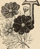 An illustration from Style (1893) (1893)