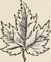 An illustration from Style (1904) (1904)