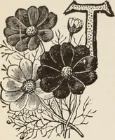 An illustration from Style (1904) (1904)