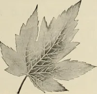 An illustration from Style (1904) (1904)