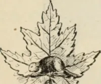 An illustration from Style (1904) (1904)