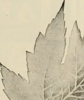 An illustration from Style (1904) (1904)