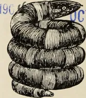 An illustration from Style (1904) (1904)